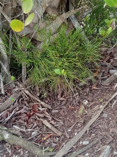 Psilotum nudum observed 2026-10-25