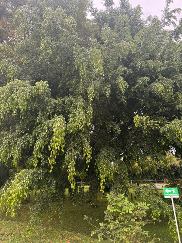 Ficus benjamina observed 2026-10-26