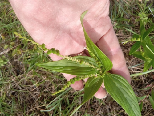 Spigelia anthelmia observed 2026-10-25