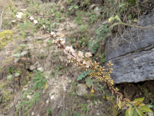 Sciaphila observed 2026-10-26