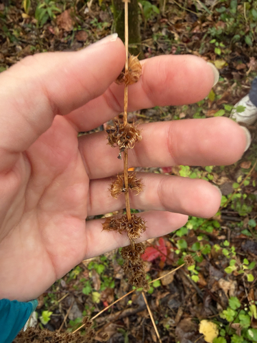 Leonurus cardiaca observed 2026-10-26