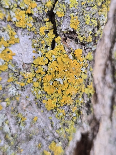 Xanthomendoza, 2026-10-26