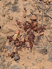Chorizanthe polygonoides longispina