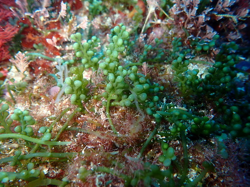 Caulerpa observed 2026-10-25