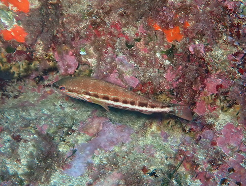 Serranus cabrilla observed 2026-10-25