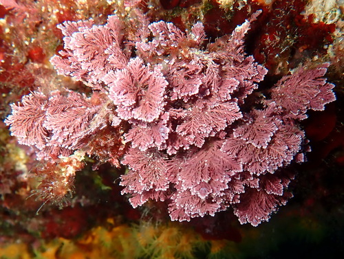 Amphiroa observed 2026-10-25