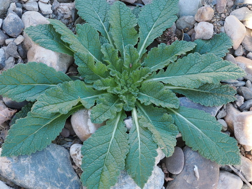 Verbascum virgatum observed 2026-10-26