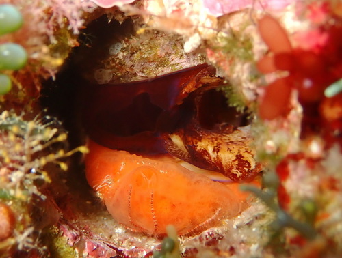 Lithophaga observed 2026-10-25