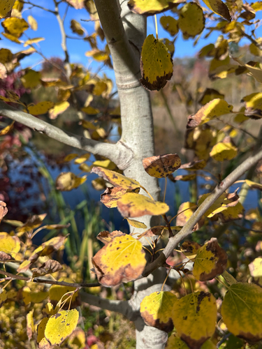 Populus tremuloides observed 2026-10-26