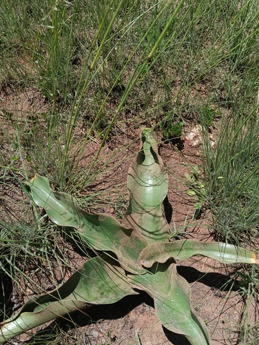 Crinum observed 2026-10-26