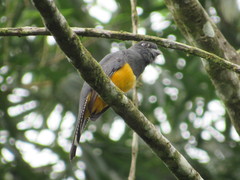 Trogon chionurus