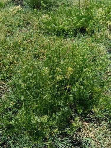 Cyclospermum leptophyllum observed 2026-10-26