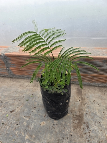 Pithecellobium dulce observed 2026-10-20