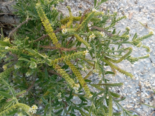 Euploca procumbens observed 2026-10-25