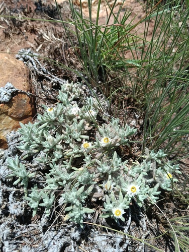 Helichrysum cerastioides, 2026-10-26