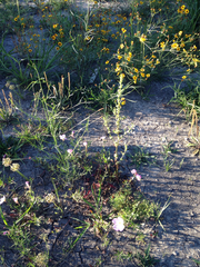 Oenothera speciosa
