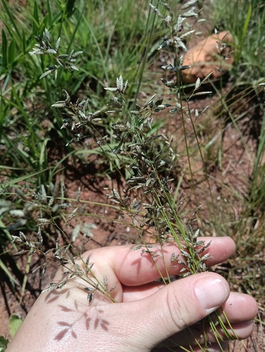Eragrostis racemosa observed 2026-10-26