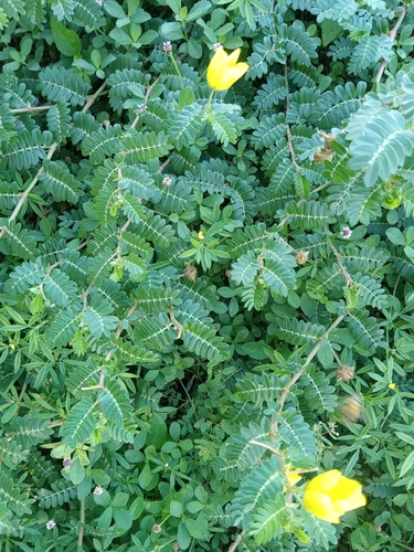 Tribulus cistoides observed 2026-10-26
