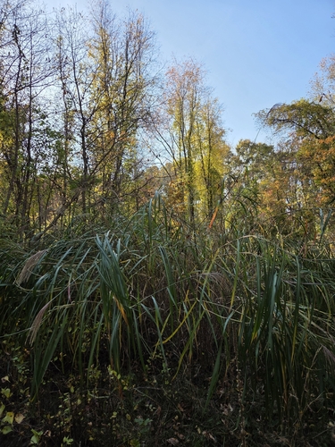 Miscanthus sinensis observed 2026-10-26