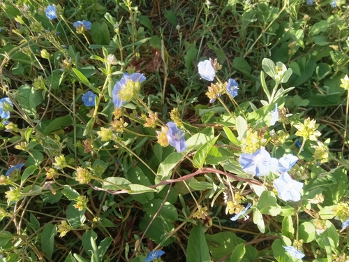Abbreviata observed 2026-10-26