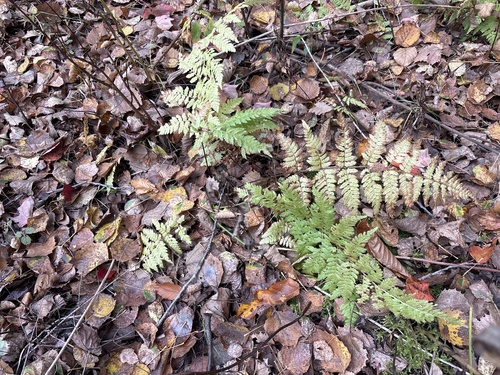 Dryopteris carthusiana observed 2026-10-26