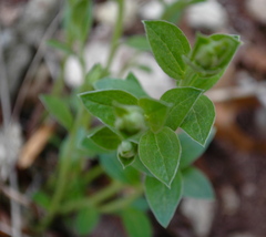 Ditaxis aphoroides