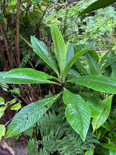 Cyanea hirtella observed 2026-10-21