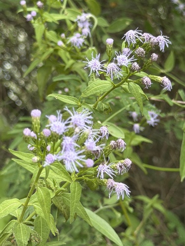 Chromolaena odorata observed 2026-10-26