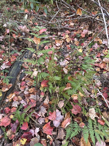 Dryopteris carthusiana observed 2026-10-26