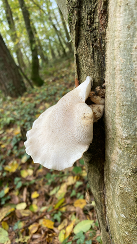 Dryinus observed 2026-10-26
