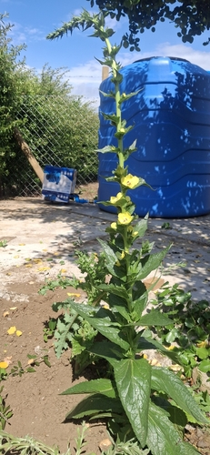 Verbascum virgatum observed 2026-10-26