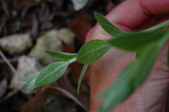 Ditaxis aphoroides