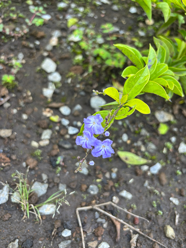 Duranta erecta observed 2026-10-26