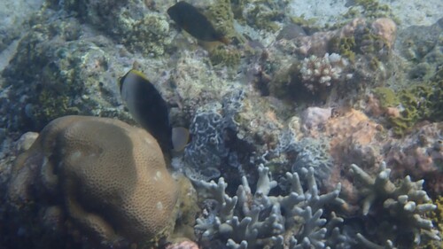 Chaetodontoplus poliourus observed 2026-01-27