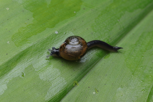 Ovachlamys fulgens observed 2026-10-24