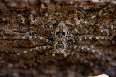 Dolomedes tenebrosus