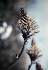 Ptilotus nobilis