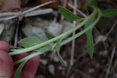 Ditaxis aphoroides