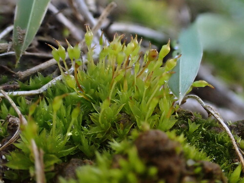 Tortula truncata observed 2026-10-18