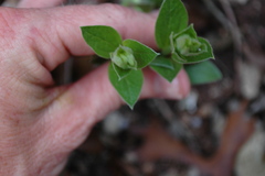 Ditaxis aphoroides