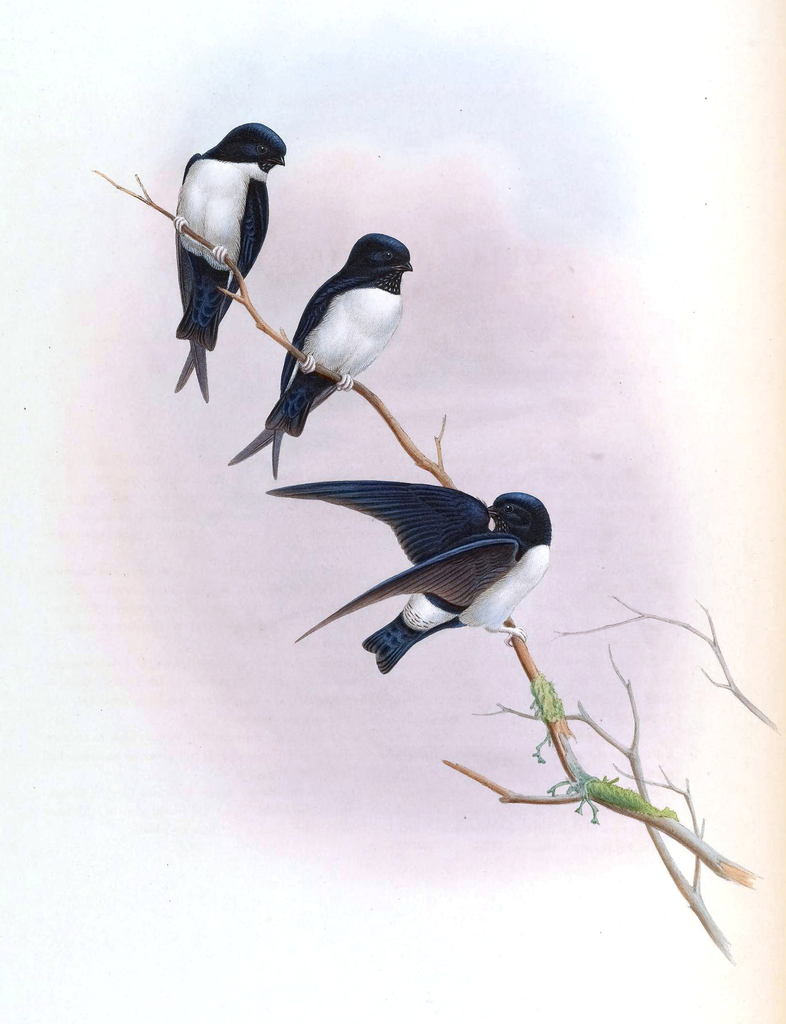 Nepal House Martin