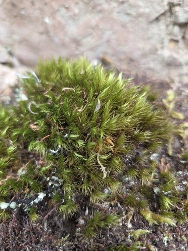 Dicranum scoparium observed 2026-10-26