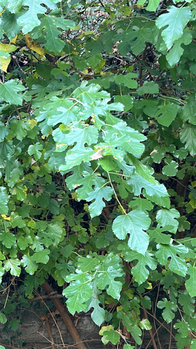 Morus alba observed 2026-10-26