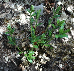 Ditaxis aphoroides