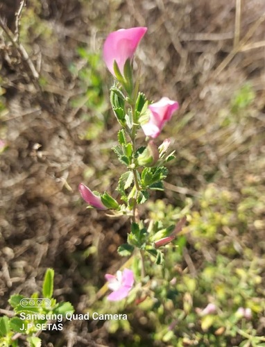 Ononis spinosa observed 2026-10-25