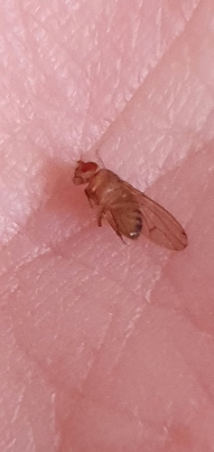 Drosophila immigrans observed 2026-10-27