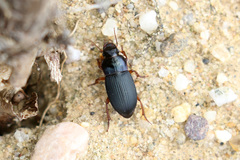 Harpalus rubripes