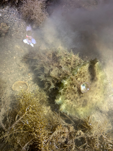 Dolabella auricularia observed 2026-10-27