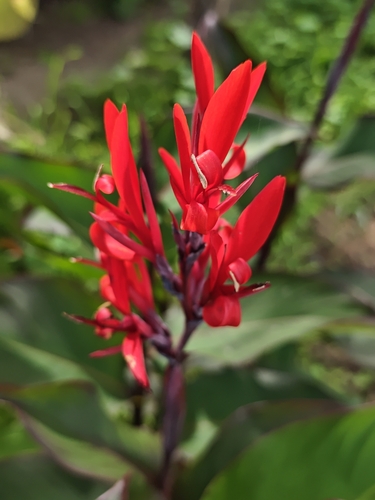 Canna indica observed 2026-10-26