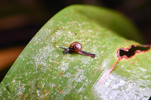 Ovachlamys fulgens observed 2026-10-22